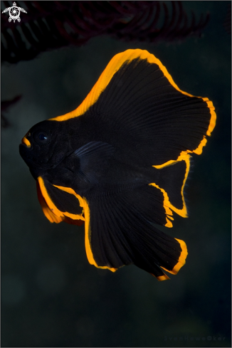 A Platax orbicularis | Batfish, juvenile