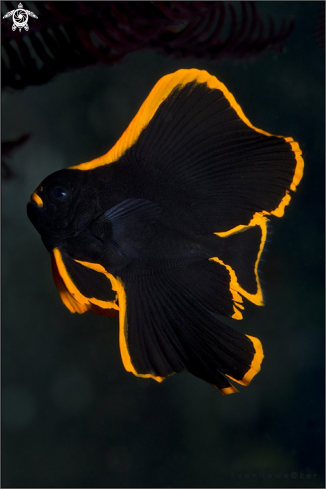 A Batfish, juvenile