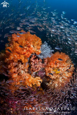 A Reef landscape