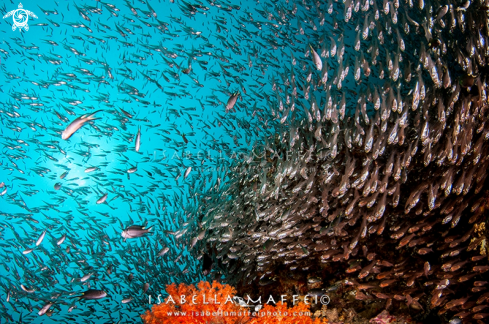 A school of fish