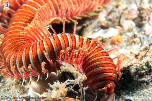 A Polychaete Worm