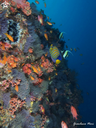 A Reef fishes, soft corals