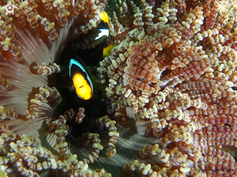 A Amphiprion | Black clownfish