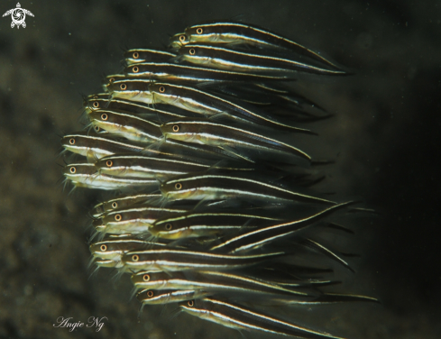 A Plotosis Lineatus | Juvenile Striped Cat Fish 
