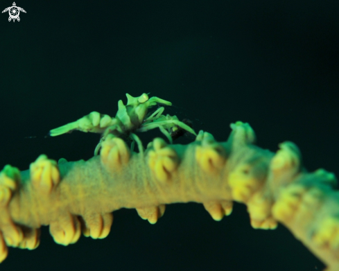 A Whip Coral Shrimp