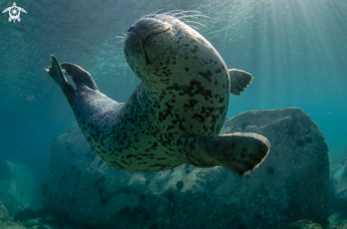 A Seal of Larga