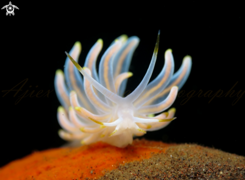 A cuthona sp 30  | nudibranch 