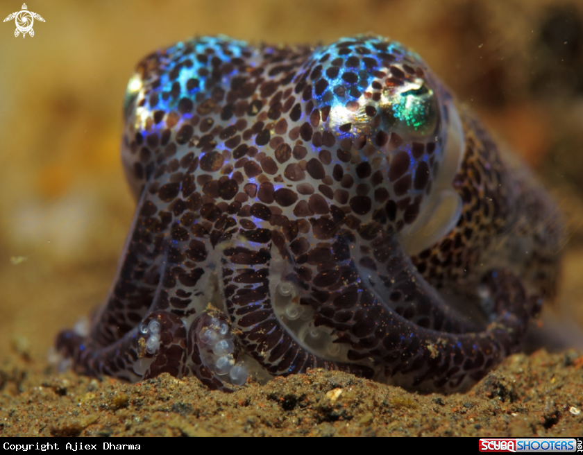 A bobtail squid 