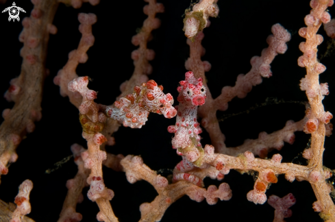 A underwater creature