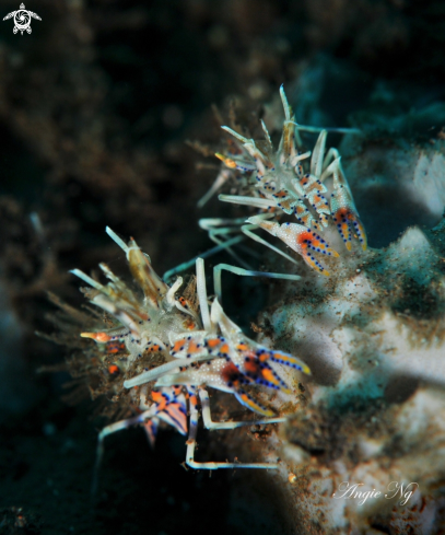 A Tiger Shrimp