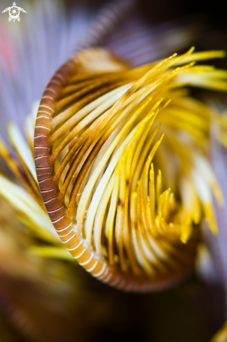 A Feather star