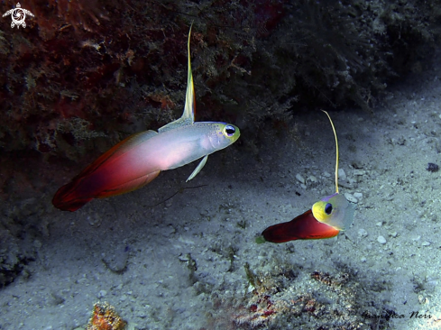 A Nemateleotris magnifica | Fire goby