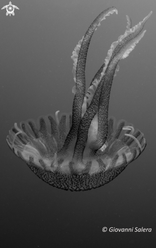 A Pelagia noctiluca | medusa