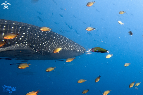 A Whale shark