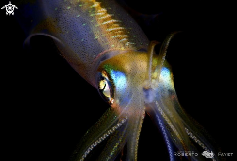A Sepioteuthis sepioidea  | calmar de récif - bigfin reef squid