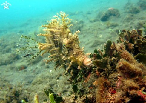 A Hair Filefish