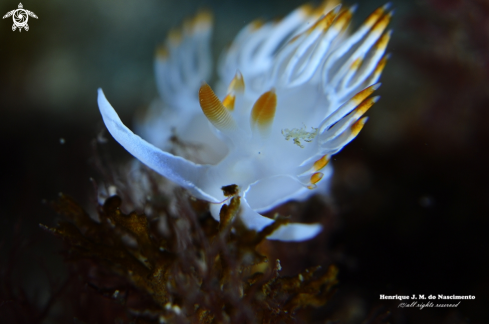 A Flabelina babai | Nudibranch