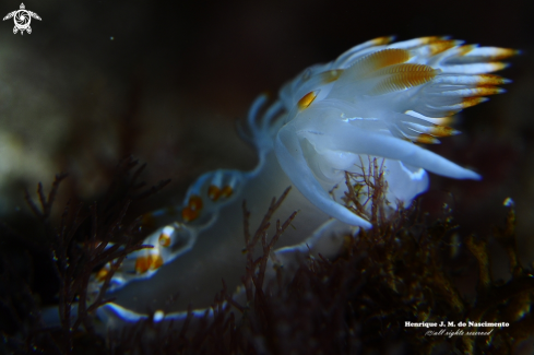 A Nudibranch