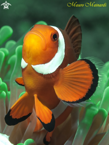 A Clownfish