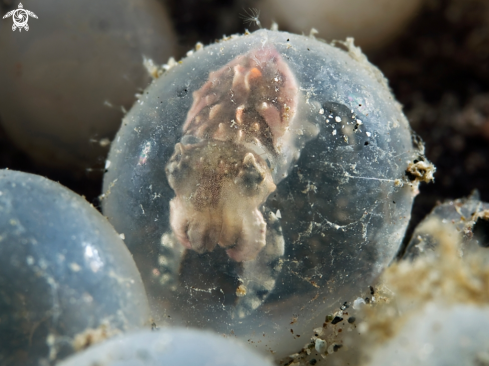 A Flamboyent Cuttelfish baby