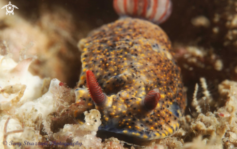 A Obscure Hypselodoris