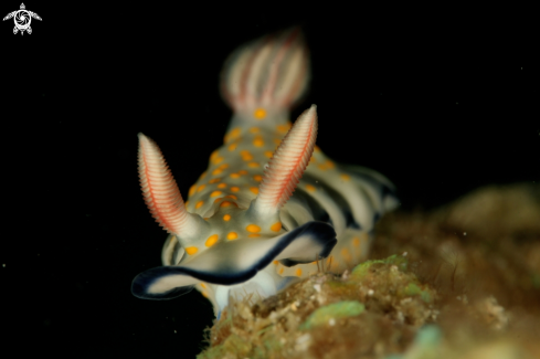 A nudibranch