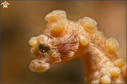 A Hippocampus bargibanti | pygmi seahorse