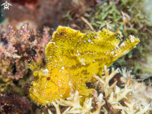 A Leaf Scorpionfish