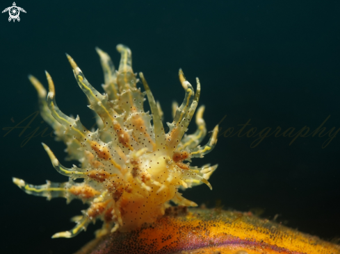 A eubranchus virginalis  | nudibranch 