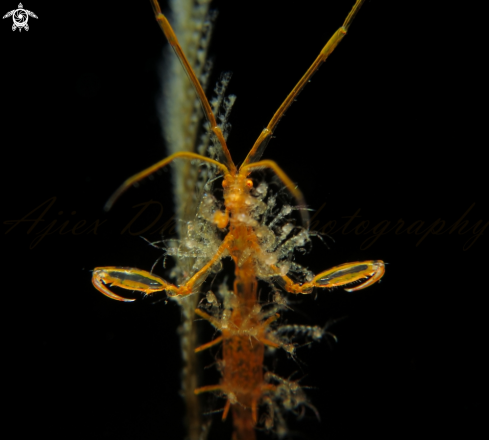 A skeleton shrimp 