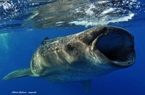 A Whale shark