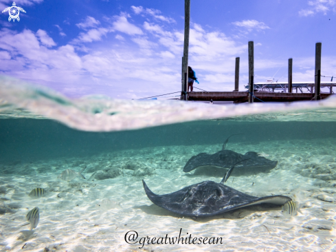 A Dasyatis Americana | Stingray