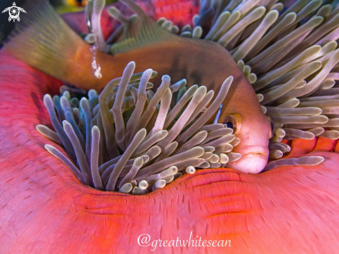 A Amphiprion Nigripes | Clownfish 