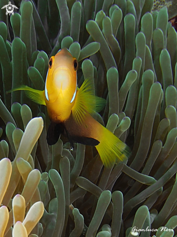 A Amphiprion nigripes | Clownfish