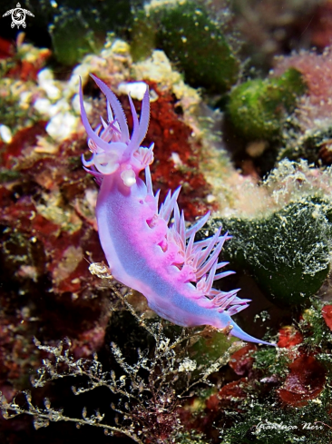 A Flabellina affinis | Flabellina