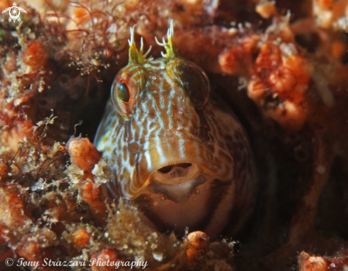 A Horned blenny