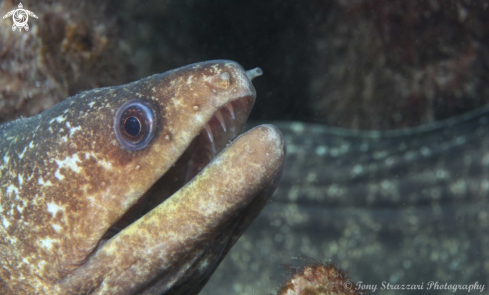 A Saw tooth moray