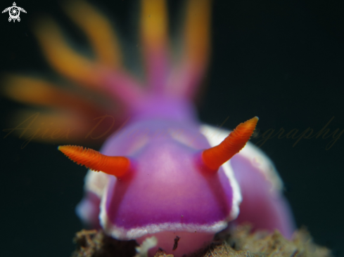A hypselodoris sp  | nudibranch 