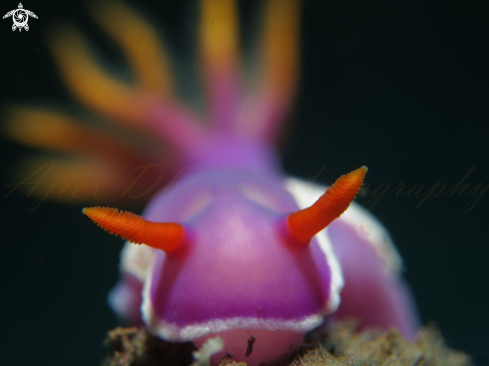 A nudibranch 