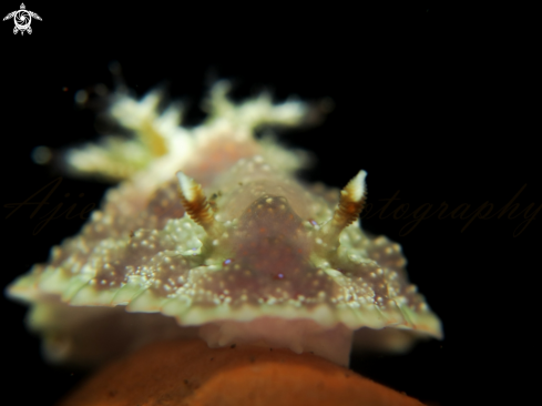 A nudibranch 