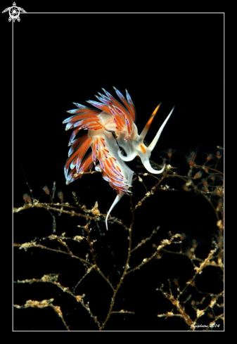 A flabellina | nudi branch