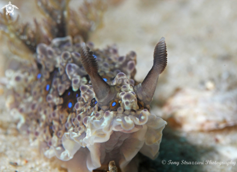 A Krusenstern's Dendrodoris