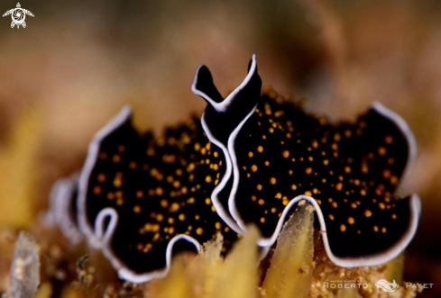 A ver plat ciel étoilé - gold-dotted flatworm