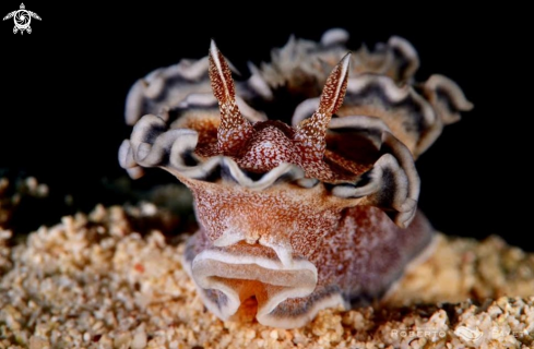 A doris à bord gris - brown-edge glossodorid