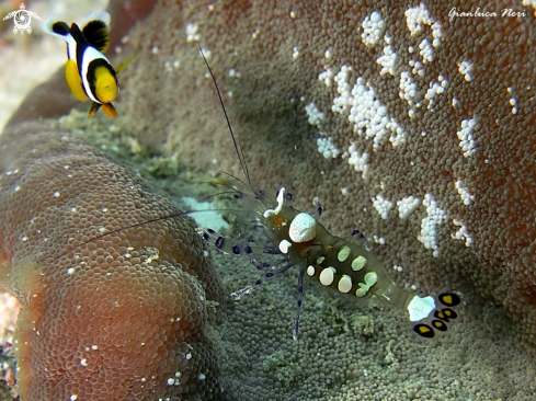 A Periclemenes brevicarpalis | Shrimp