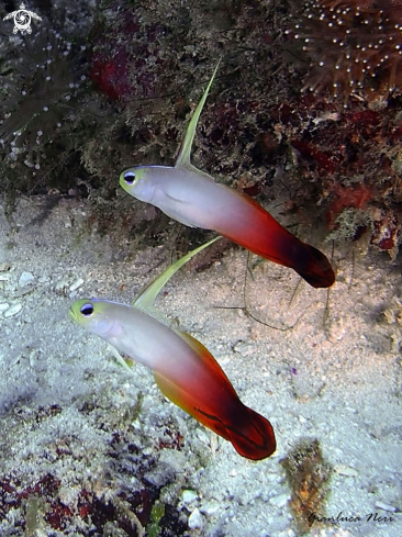 A Nemateleotris magnifica | Fire goby