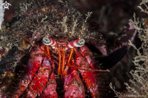 A Hermit crab | 