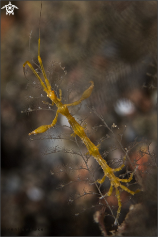 A skeleton shrimp