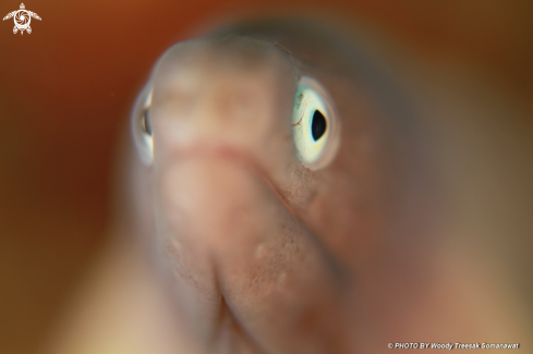 A   Gymnothorax thyrsoideus.        | greyface moray eel.
