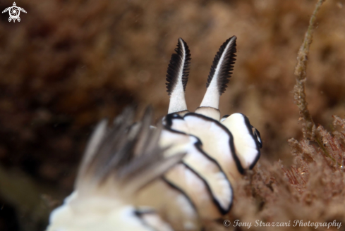 A Black-Margined Glossodoris